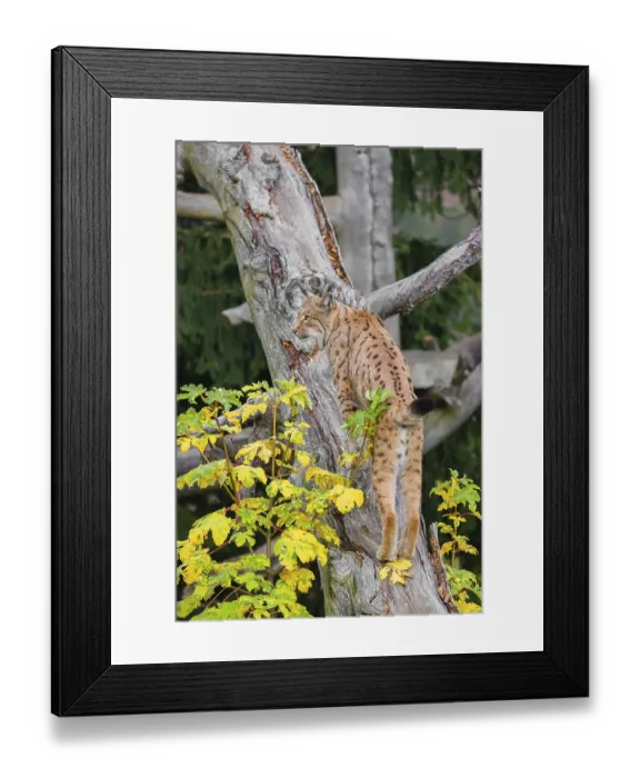 Framed Print : A Eurasian lynx (Lynx lynx) runs up a dead tree lying at an angle Framed Print : A Eurasian lynx (Lynx lynx) runs up a dead tree lying at an angle