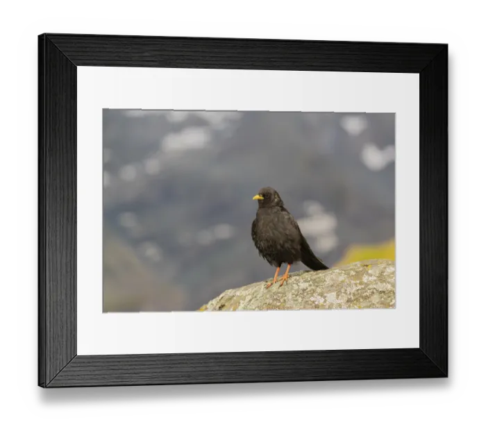 Framed Print : One young Alpine chough or yellow-billed chough (Pyrrhocorax graculus)