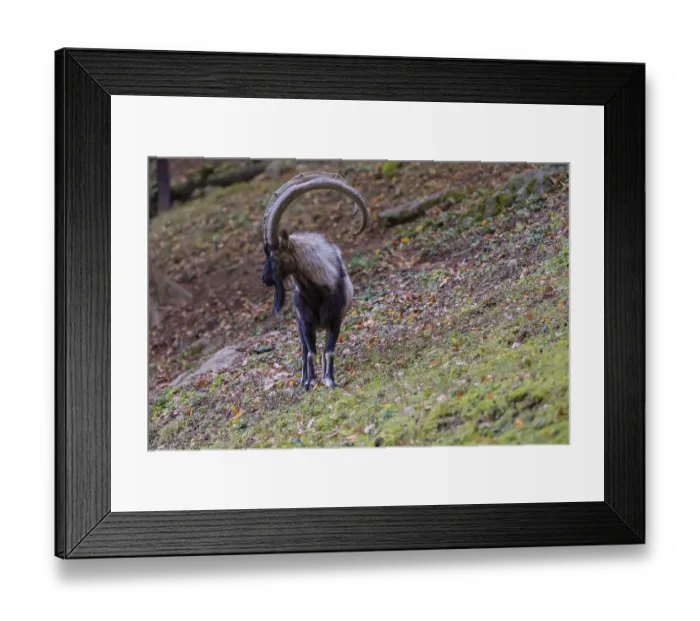 Framed Print : One male bezoar ibex (Capra aegagrus aegagrus) stands at a forest edge on hilly ground