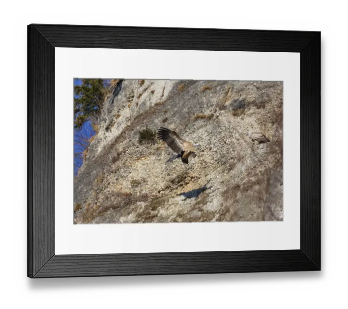 Framed Print : A griffon vulture (Gyps fulvus) lands in a rockfall