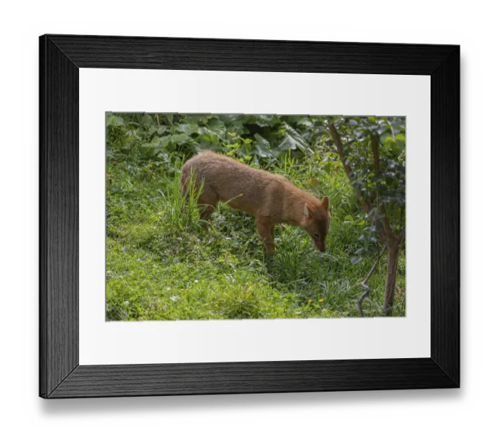 Framed Print : One golden jackal (Canis aureus) eating green grass on a sunny day