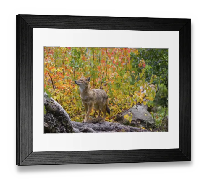Framed Print : One golden jackal (Canis aureus) stands on a fallen tree trunk