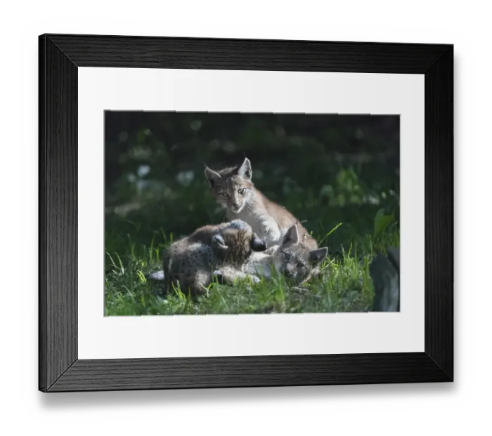 Framed Print : Eurasian lynx, Lynx lynx. Three young animals playing in green grass with a dark forest in the background