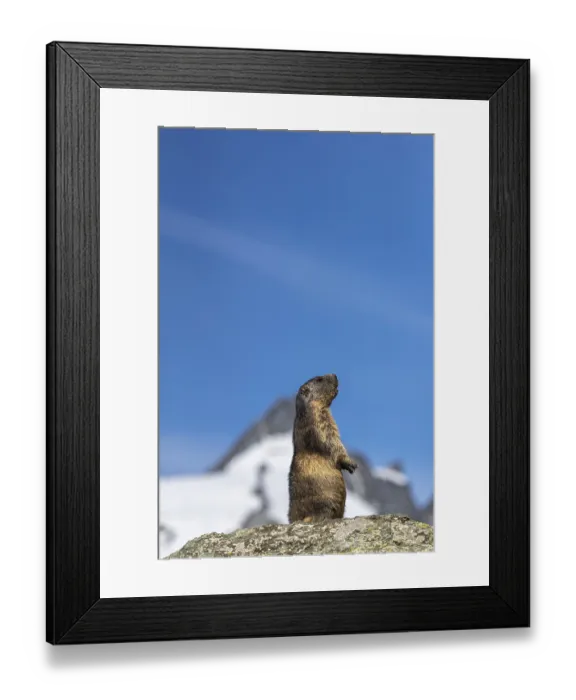 Framed Print : One adult Alpine Marmot, Marmota marmota
