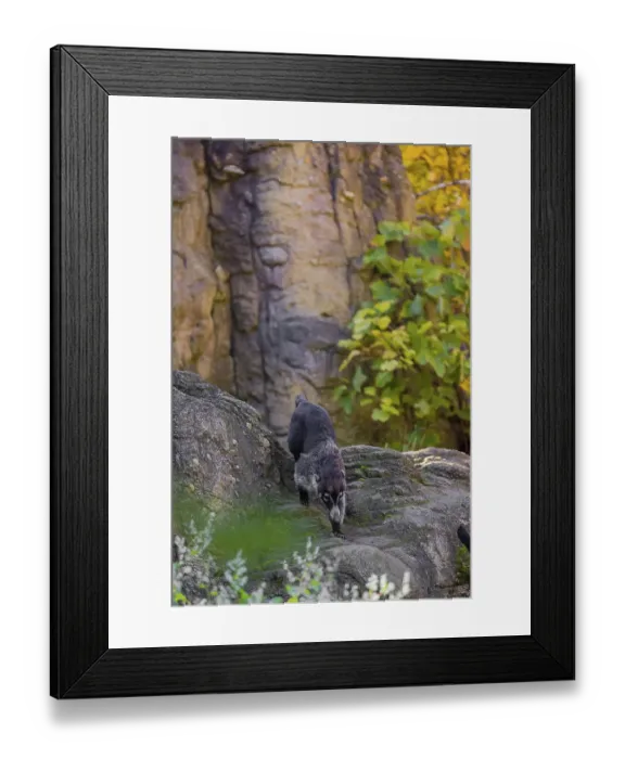 Framed Print : A white-nosed coati (nasua narica) runs on rocky terrain in a forest