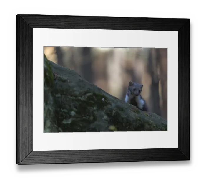 Framed Print : One beech marten (Martes foina) running thru a forest of pines
