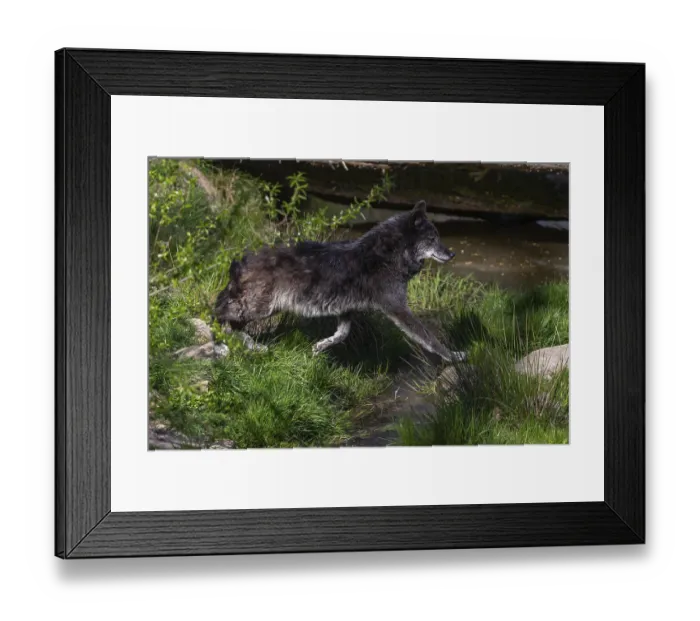 Framed Print : One Timberwolf, Canis lupus lycaon Framed Print : One Timberwolf, Canis lupus lycaon