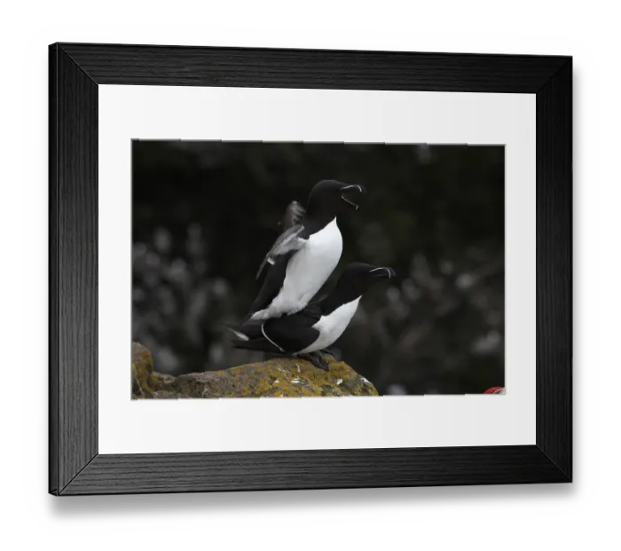 Framed Print : Two Razorbill (Alca torda) mating on a coastal cliff in Latrabjarg