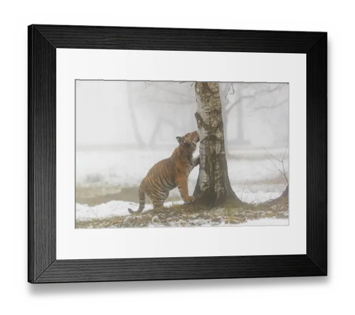 Framed Print : One young Siberian Tiger, Panthera tigris altaica Framed Print : One young Siberian Tiger, Panthera tigris altaica