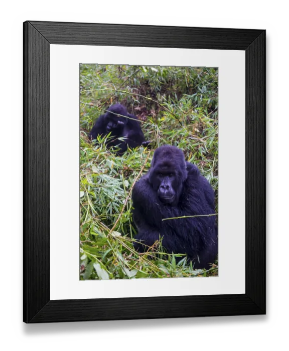 Framed Print : Mountain gorilla (Gorilla beringei beringei) Framed Print : Mountain gorilla (Gorilla beringei beringei)