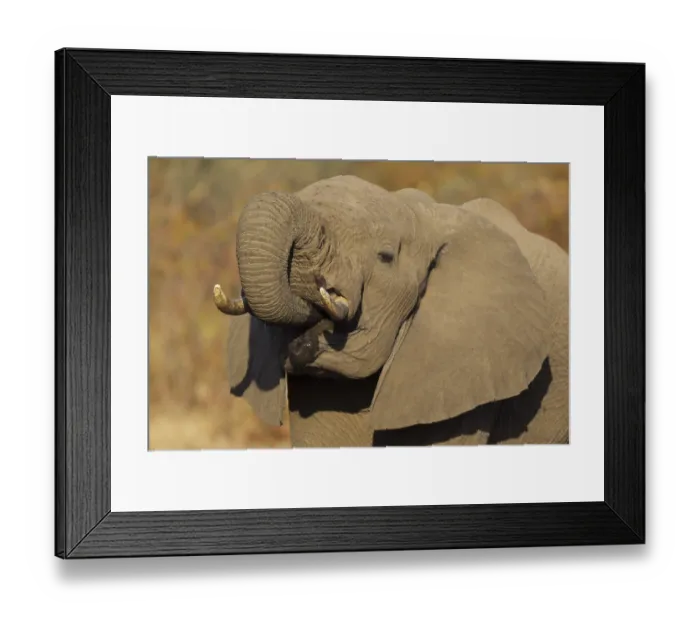 Framed Print : African Elephant (Loxodonta africana)