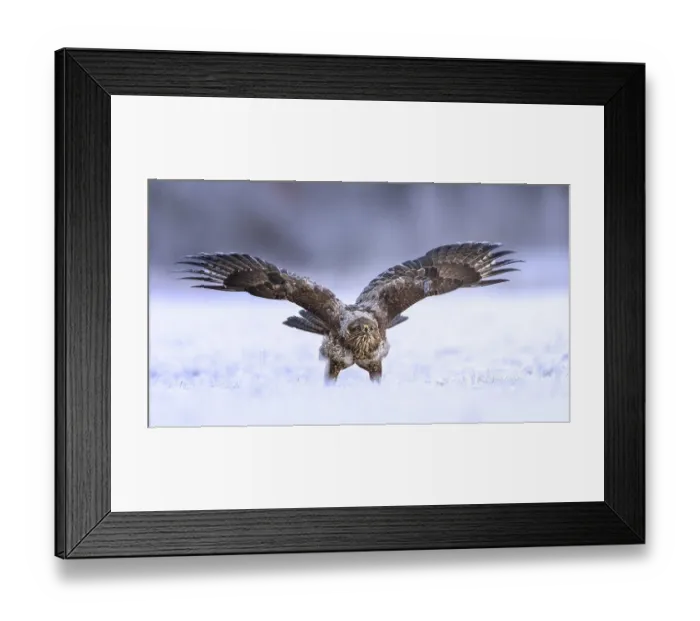 Framed Print : Common steppe buzzard (Buteo buteo) threatening and spreading wings