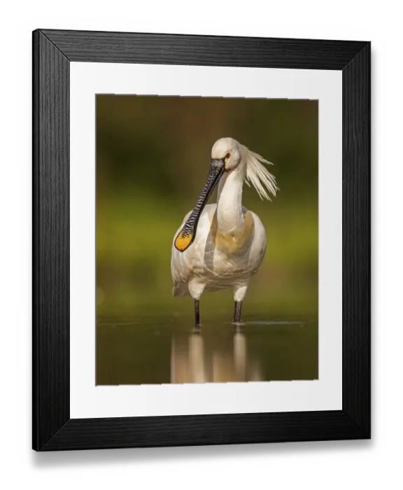 Framed Print : Eurasian spoonbill (Platalea leucorodia) foraging Framed Print : Eurasian spoonbill (Platalea leucorodia) foraging