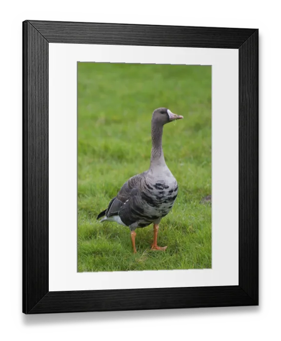 Framed Print : Greater white-fronted goose (Anser albifrons) foraging in the grasslands in autumn