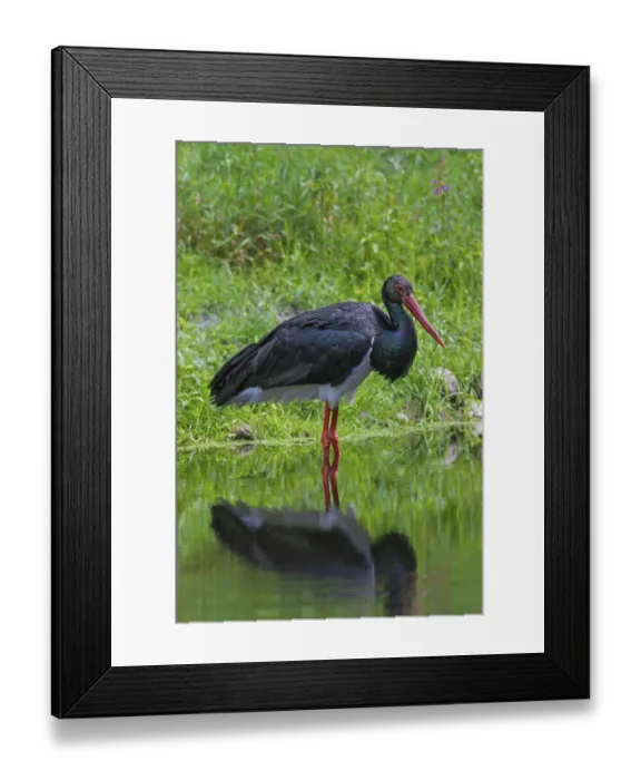 Framed Print : Black stork (Ciconia nigra) foraging in the shallow water of a pond