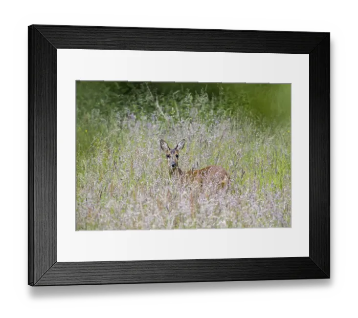 Framed Print : European roe deer (Capreolus capreolus) female