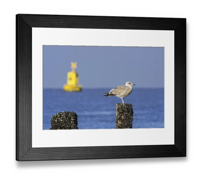 Framed Print : European herring gull (Larus argentatus) in first winter plumage perched on beach post along the North Sea coast