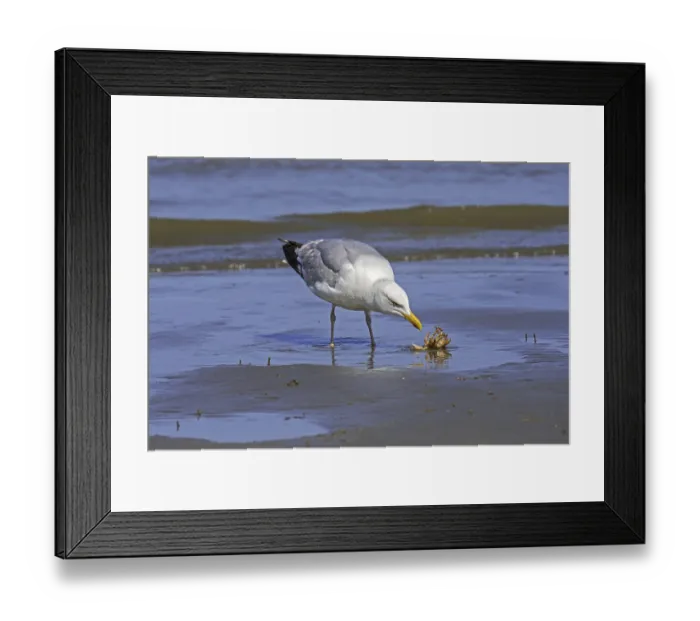 Framed Print : European herring gull (Larus argentatus) looking on squirming green shore crab (Carcinus maenas) Framed Print : European herring gull (Larus argentatus) looking on squirming green shore crab (Carcinus maenas)