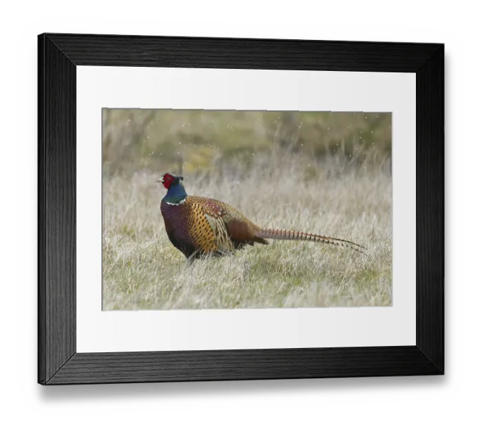 Framed Print : Common pheasant (Phasianus colchicus)