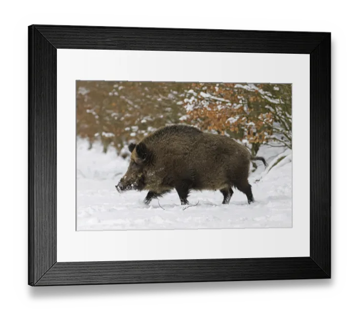 Framed Print : Solitary wild boar (Sus scrofa) male foraging in forest in the snow in winter Framed Print : Solitary wild boar (Sus scrofa) male foraging in forest in the snow in winter