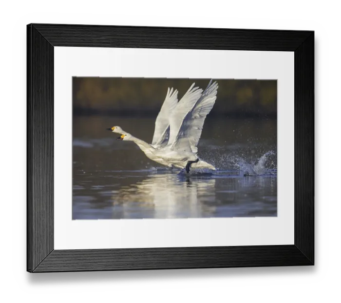 Framed Print : Two tundra swans