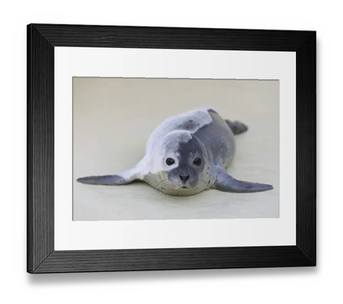 Framed Print : Moulting common seal, harbour seal (Phoca vitulina) orphan pup at the Friedrichskoog Seal Station in spring