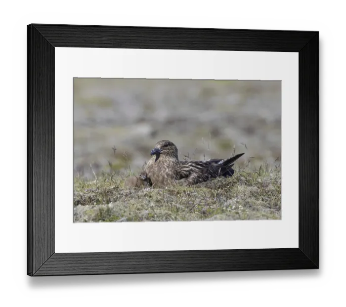 Framed Print : Great skua (Stercorarius skua) with chick nesting on the tundra in summer