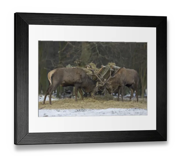Framed Print : Red deer (Cervus elaphus) stags fighting near manger in winter in the snow