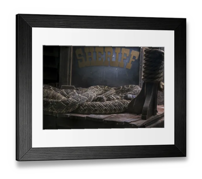 Framed Print : Two Western diamondback rattlesnakes (Crotalus atrox)