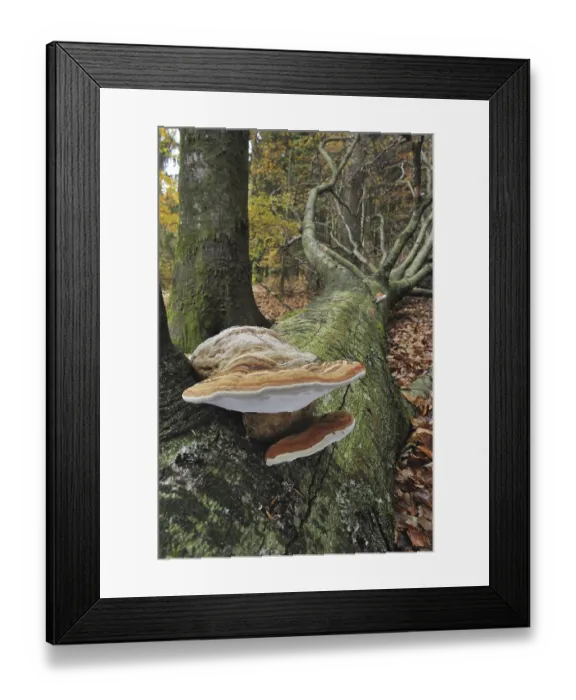 Framed Print : Tinder bracket fungus, Hoof fungus