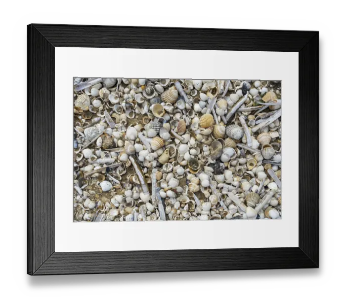 Framed Print : Complete and fragmented shells washed ashore on wrack zone