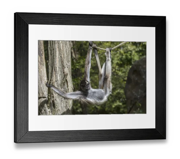 Framed Print : Brown spider monkey, variegated spider monkey (Ateles hybridus) in zoo