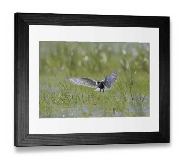 Framed Print : Whiskered tern (Chlidonias hybridus) (Chlidonias hybrida) catching damselfly in marshland