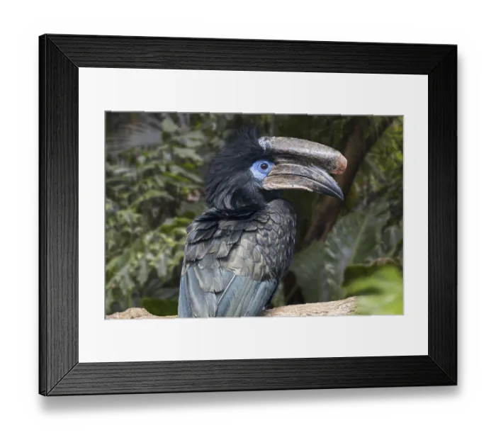 Framed Print : Black-casqued hornbill, black-casqued wattled hornbill (Ceratogymna atrata) male perched in tree