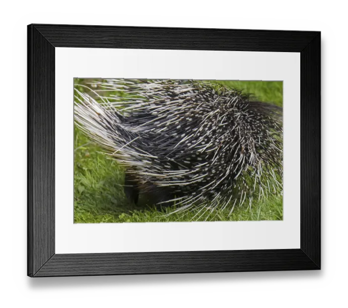 Framed Print : Crested porcupine (Hystrix cristata) showing backside with spiny quills Framed Print : Crested porcupine (Hystrix cristata) showing backside with spiny quills