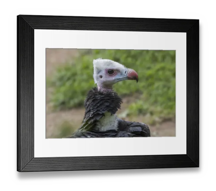 Framed Print : White-headed vulture (Trigonoceps occipitalis) close up portrait