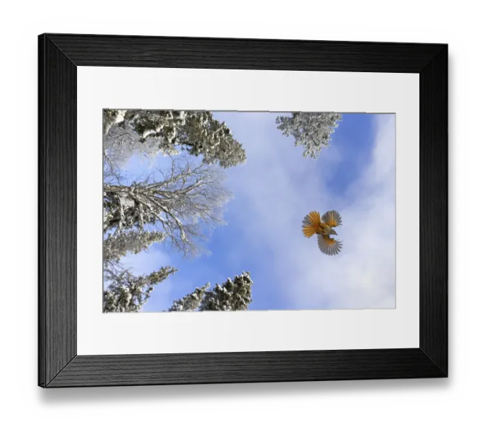 Framed Print : Siberian jay (Perisoreus infaustus)