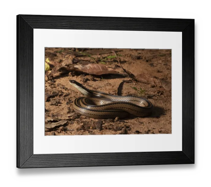 Framed Print : Four-striped snake (Dromicodryas quadrilineatus)
