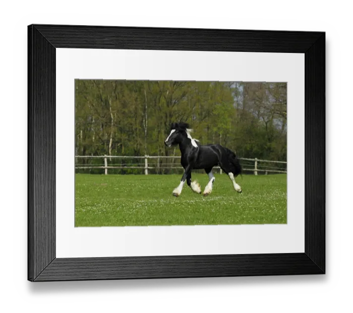 Framed Print : Gypsy Horse or Gypsy Vanner horse (Equus islandicus) Framed Print : Gypsy Horse or Gypsy Vanner horse (Equus islandicus)