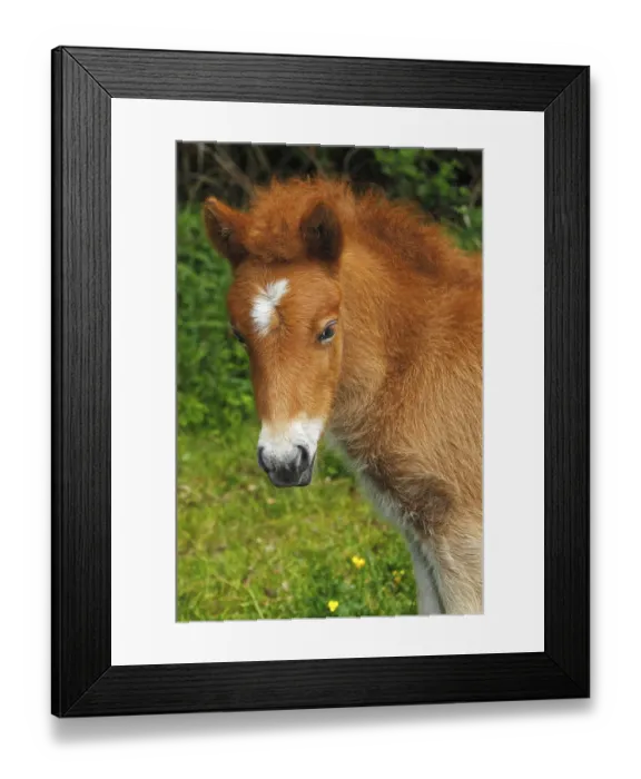 Framed Print : Foal, Icelandic horse, (Equus islandicus)