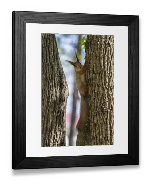 Framed Print : Squirrel, Krasnodar krai, Russia, Europe