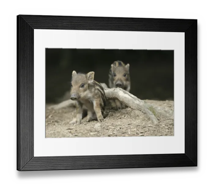 Framed Print : Two Wild Boar (Sus scrofa) shoats