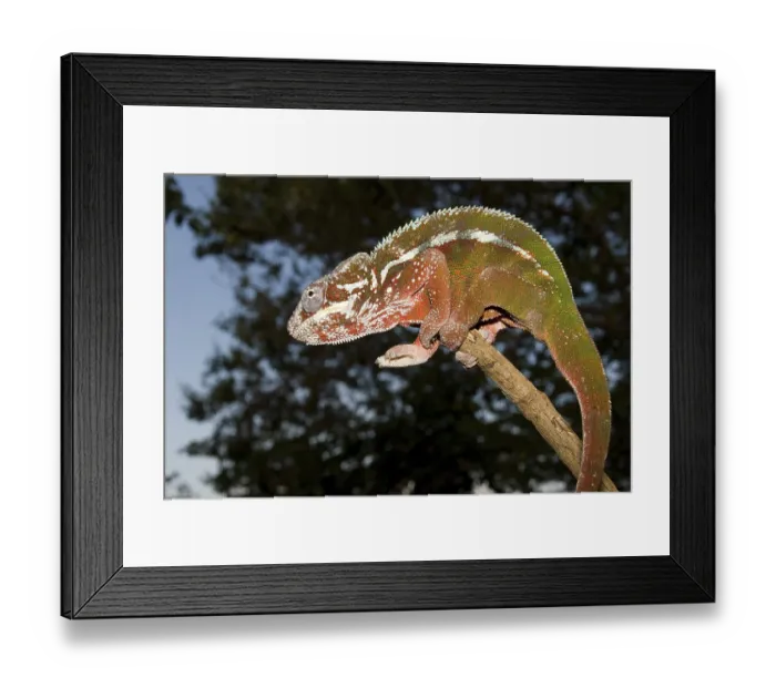 Framed Print : Male Panther Chameleon (Furcifer pardalis)