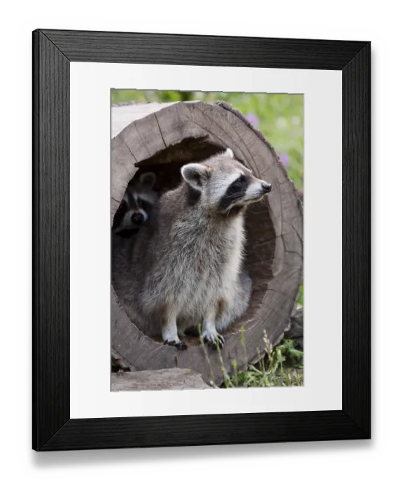 Framed Print : Two Raccoons (Procyon lotor) in a hollow tree trunk in an enclosure