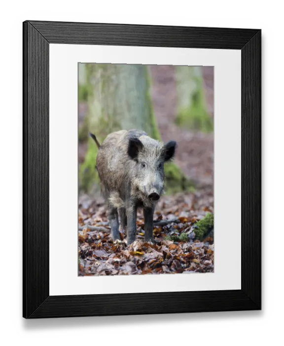 Framed Print : Wild Boar (Sus scrofa), Vulkan Eifel region Framed Print : Wild Boar (Sus scrofa), Vulkan Eifel region