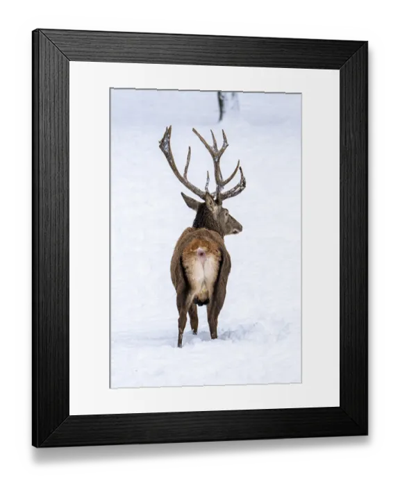 Framed Print : Red deer (Cervus elaphus), in winter with closed snow cover Framed Print : Red deer (Cervus elaphus), in winter with closed snow cover