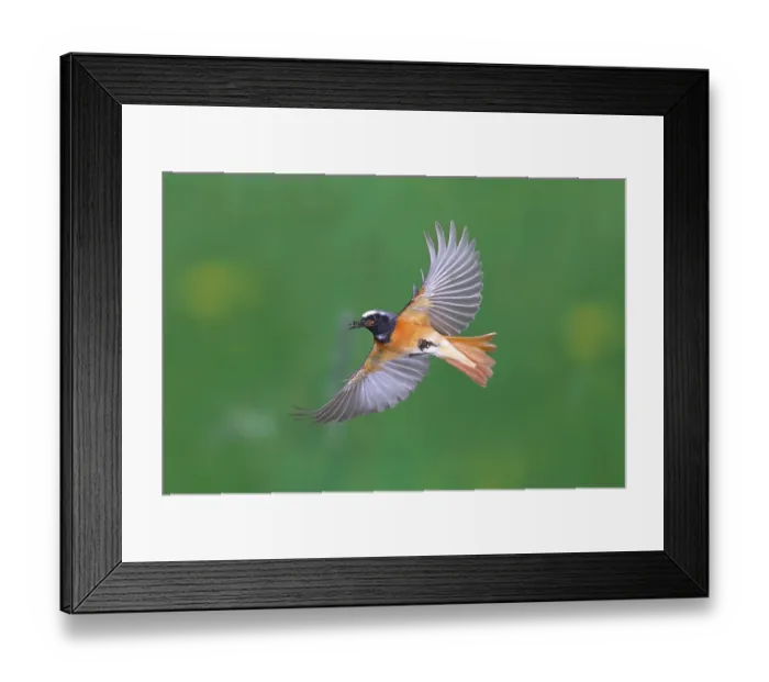 Framed Print : Common redstart (Phoenicurus phoenicurus) male with food in flight Framed Print : Common redstart (Phoenicurus phoenicurus) male with food in flight