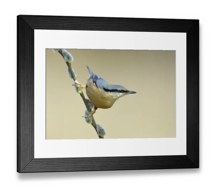 Framed Print : Eurasian nuthatch (Sitta europaea)