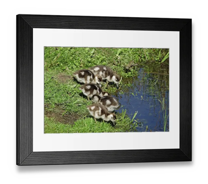 Framed Print : Egyptian goose (Alapochen aegyptiacus) Framed Print : Egyptian goose (Alapochen aegyptiacus)