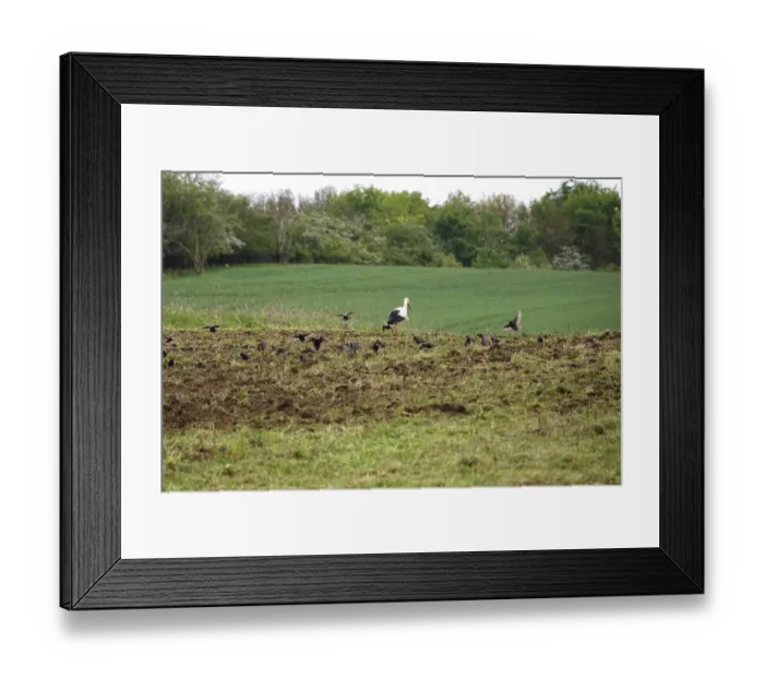 Framed Print : White stork in a field, spring, Germany, Europe